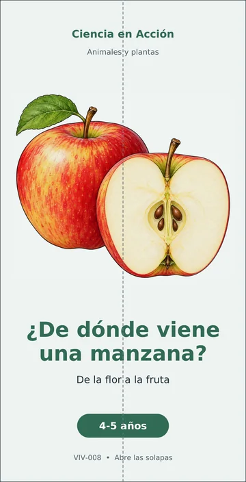 ¿De dónde viene una manzana?, ficha doblada, a color.
