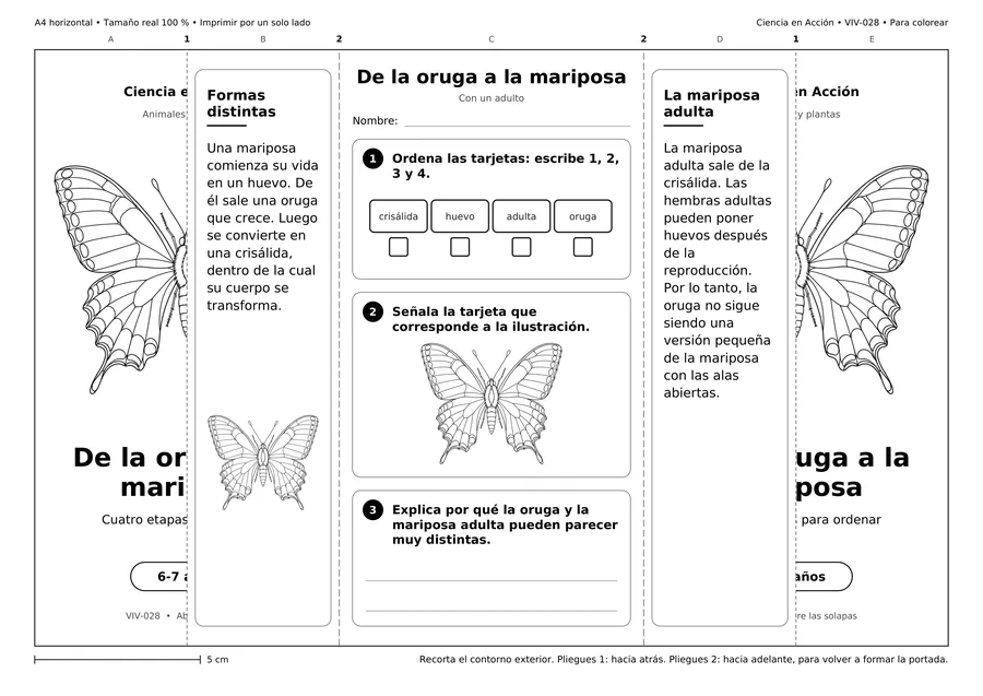 De la oruga a la mariposa, ficha desplegada, para colorear.